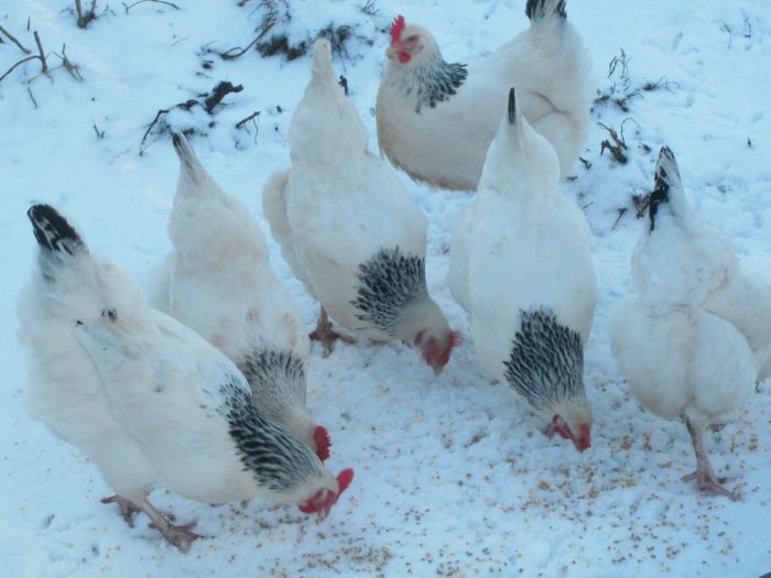 Light sussex chickens in snow