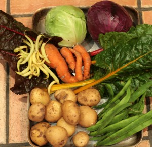 Red & white cabbage, chards, carrots, yellow french beans, runner beans, potatoes