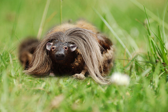 The Legendary Wild Haggis The Legendary Wild Haggis