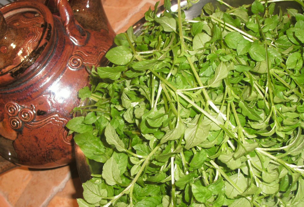 Chickweed and teapot