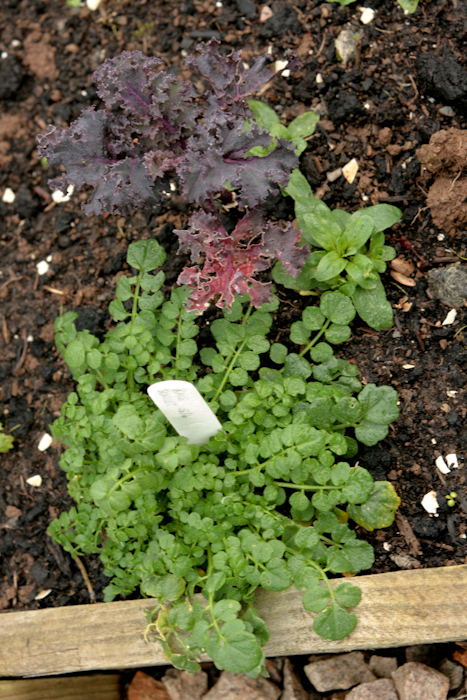 Bittercress and red kale