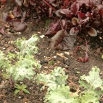 Kale and beetroot leaves