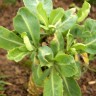 52 Week Salad Challenge - January pickings