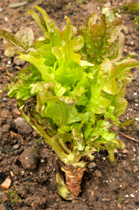 Lettuce cocarde