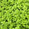 52 Week Salad Challenge - January pickings