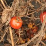 52 Week Salad Challenge - January pickings