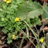 January flowers on the Llŷn Penisula