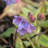 January flowers on the Llŷn Penisula