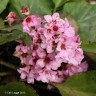 January flowers on the Llŷn Penisula