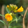 January flowers on the Llŷn Penisula