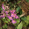 January flowers on the Llŷn Penisula