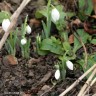 January flowers on the Llŷn Penisula