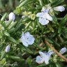 January flowers on the Llŷn Penisula
