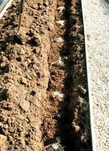Asparagus crowns in trench Asparagus crowns in trench