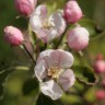 Tree flowers and more, the forest garden in May