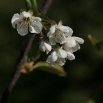 Morello cherry blossom