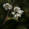 Tree flowers and more, the forest garden in May