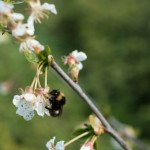 Bee on Morello cherry blossom