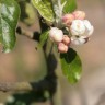 Tree flowers and more, the forest garden in May