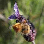 Bee on lavender stoechas
