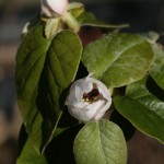 Insect in Quince flower