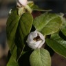 Tree flowers and more, the forest garden in May