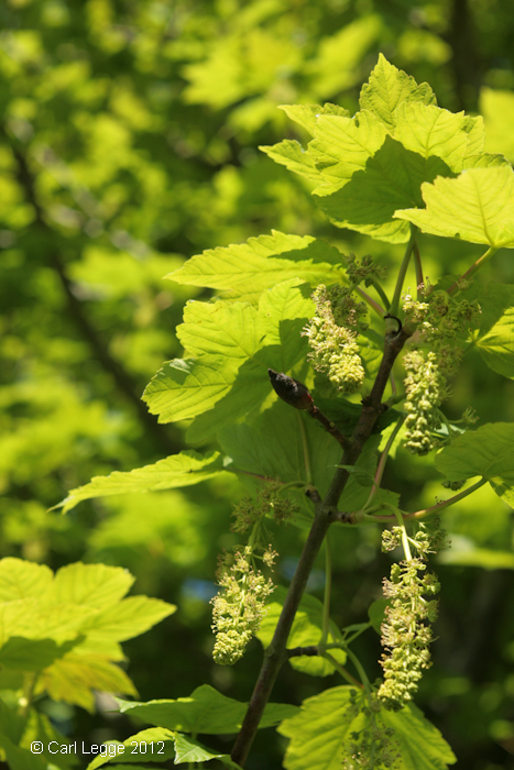 Sycamore flowers in sunlight