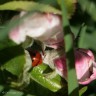 Tree flowers and more, the forest garden in May