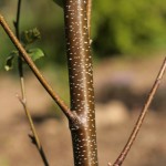 Bark of paper birch (Betula papyrifera)