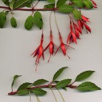 Fuchsia magellanica versicolour