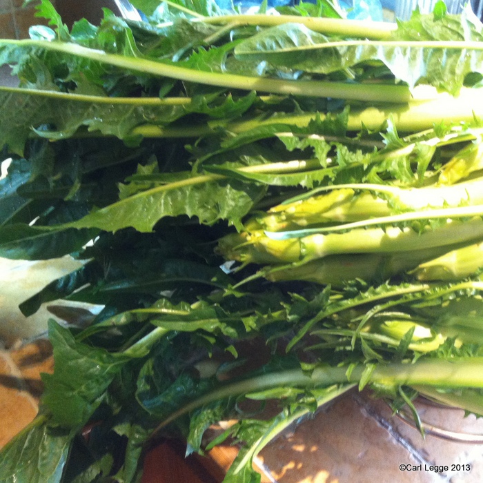 A pile of puntarelle: shoots & leaves