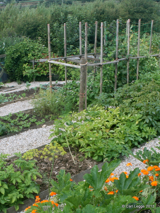 Sarpo Potatoes in our garden
