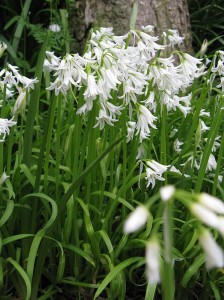 Allium triquetrum flowers