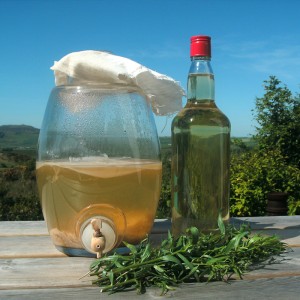 Homemade white wine vinegar and tarragon