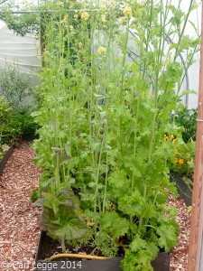 Very tall mustard greens at end of season