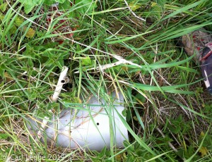 Abandoned Poultry Feeder 