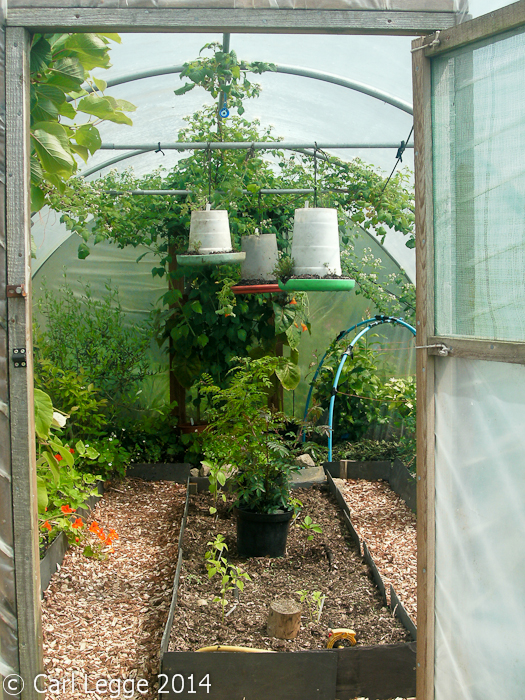 Three poultry feeder hangin baskets in the polytunnel