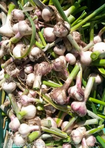 Garlic harvest - Carcassonne 