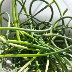 Garlic scapes freshly harvested