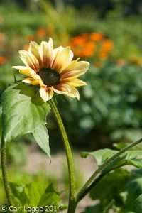 Magic Roundabout sunflower