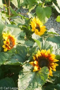 Solar flash sunflowers