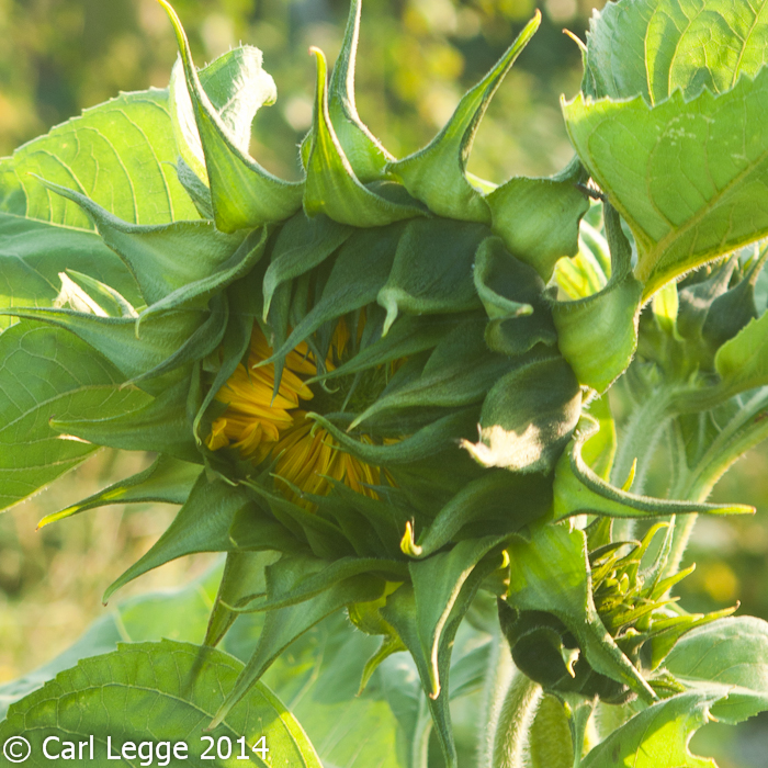 Hidatsa sunflower bud