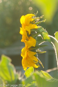 Hidatsa sunflower