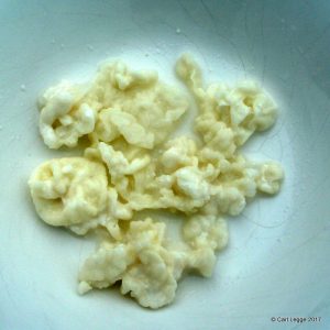 Milk kefir grains