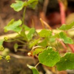 Nasturtium leaves