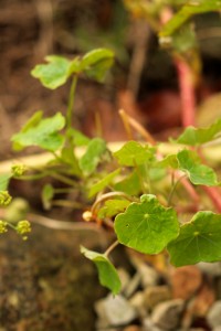 Nasturtium leaves