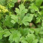 Flat leaved parsley