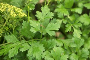 Flat leaved parsley