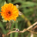 Marigold flower