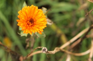 Marigold flower